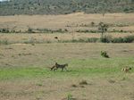 14615 Lion cub practising.jpg